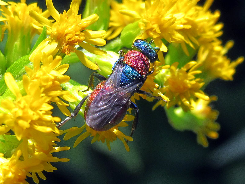 Chrysididae da identificare 2; Hedychrum nobile, femmina